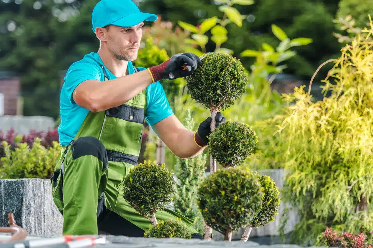 A landscaper is engaged in trimming a bush, enhancing the landscape around him.