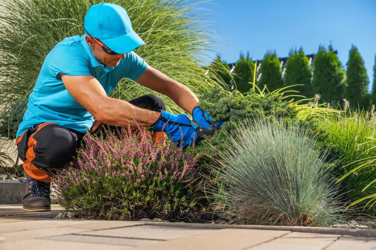 Gardener in blue attire and cap trims bushes and purple flowers with clippers. Sunlit garden, vibrant greenery, clear blue sky in the background.