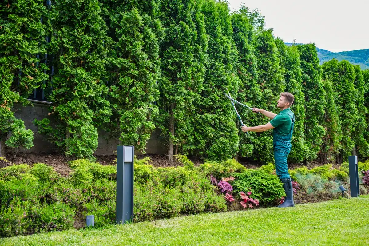 A man in green overalls trims tall, lush hedges in a well-maintained garden. The scene is calm and focused, with surrounding greenery and hills.