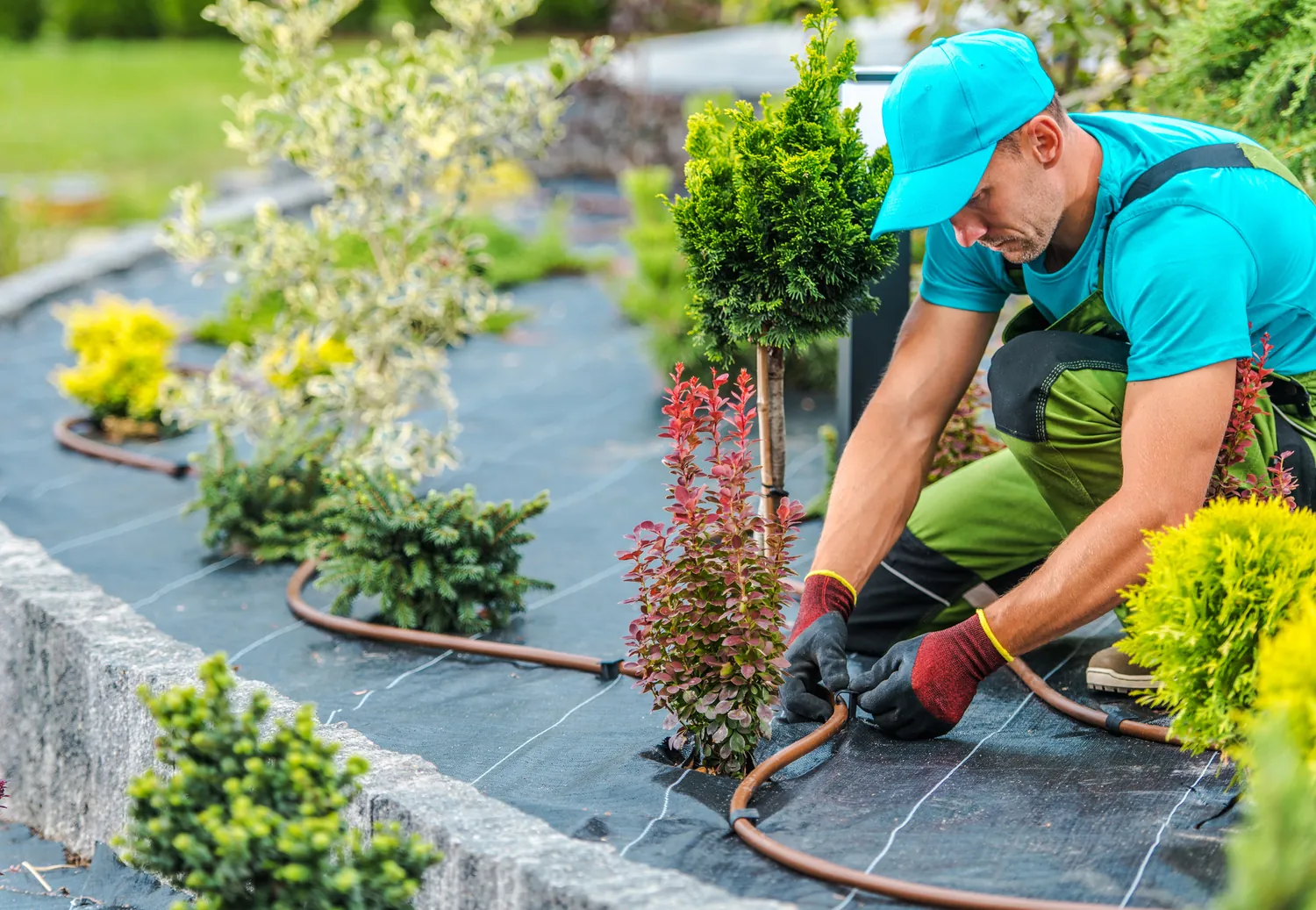 A gardener in blue attire and gloves adjusts a drip irrigation hose among neatly arranged plants on a landscaped garden bed, conveying care and precision.