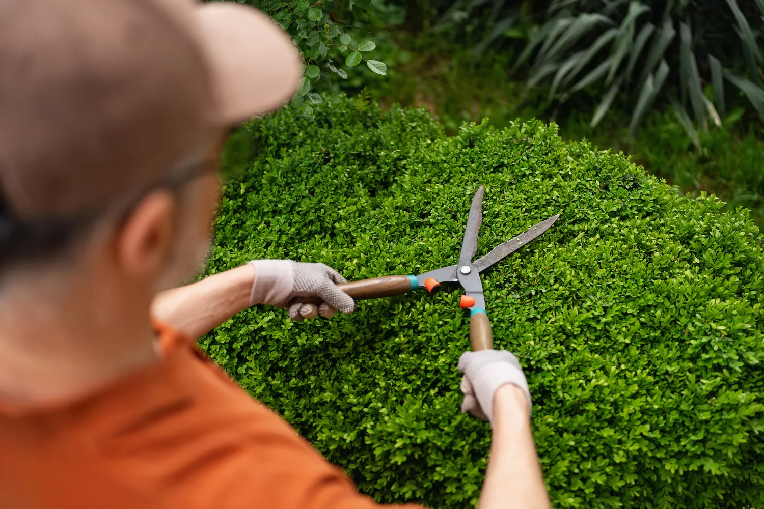 A person in an orange shirt and cap trims a lush green bush with garden shears. The image conveys focus and care in gardening activities.