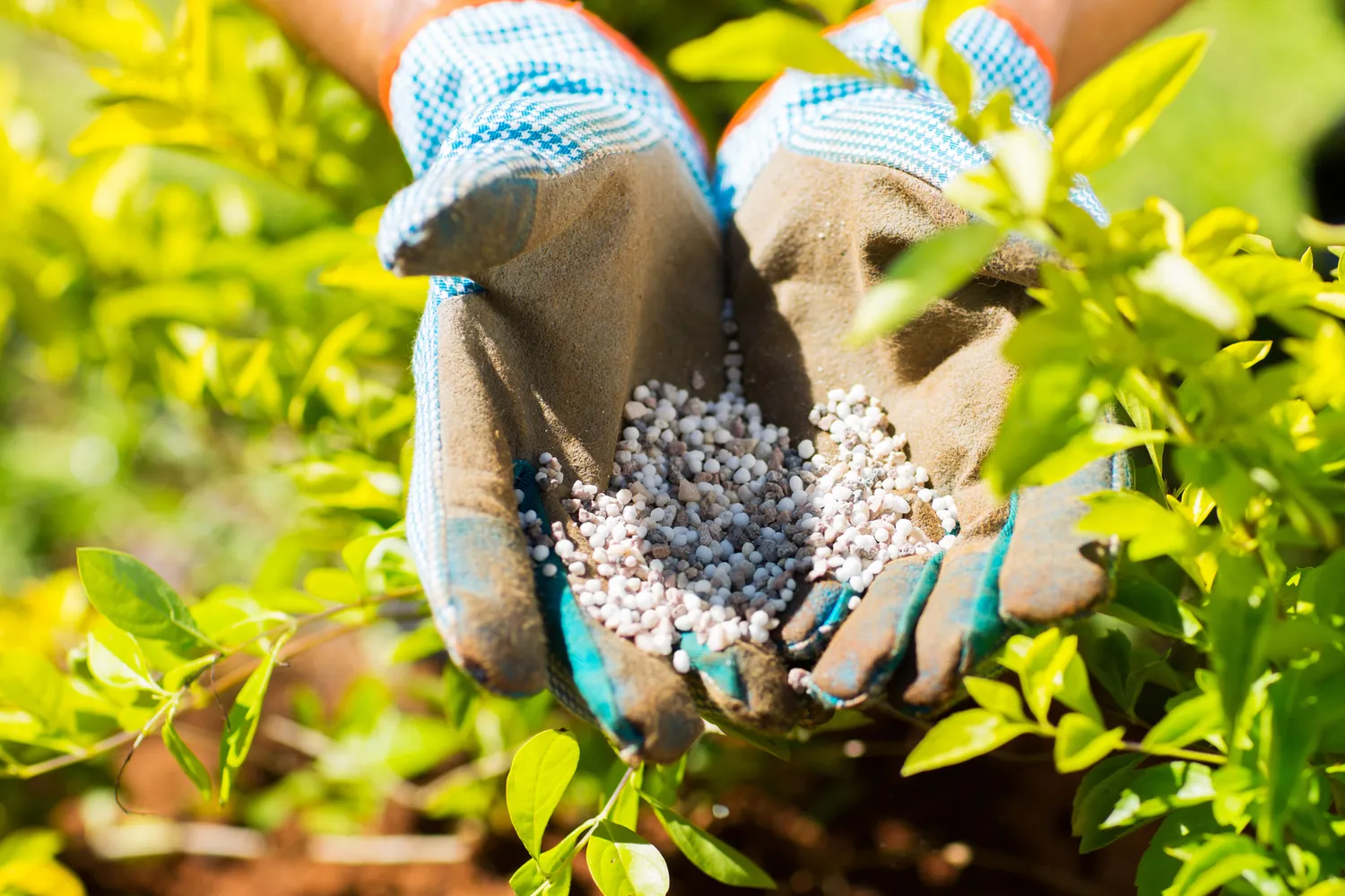 Gloved hands hold granulated fertilizer above fresh green plants in a garden setting, suggesting nurturing and growth in a sunny environment.
