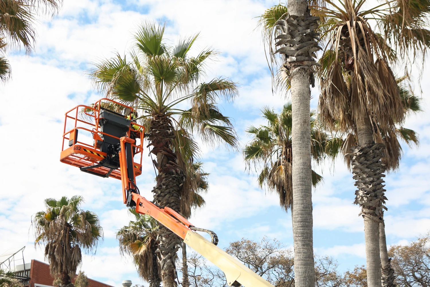 Worker in an orange aerial lift labeled 682 pruning palm trees under bright natural sunlight against a blue sky with light clouds.
