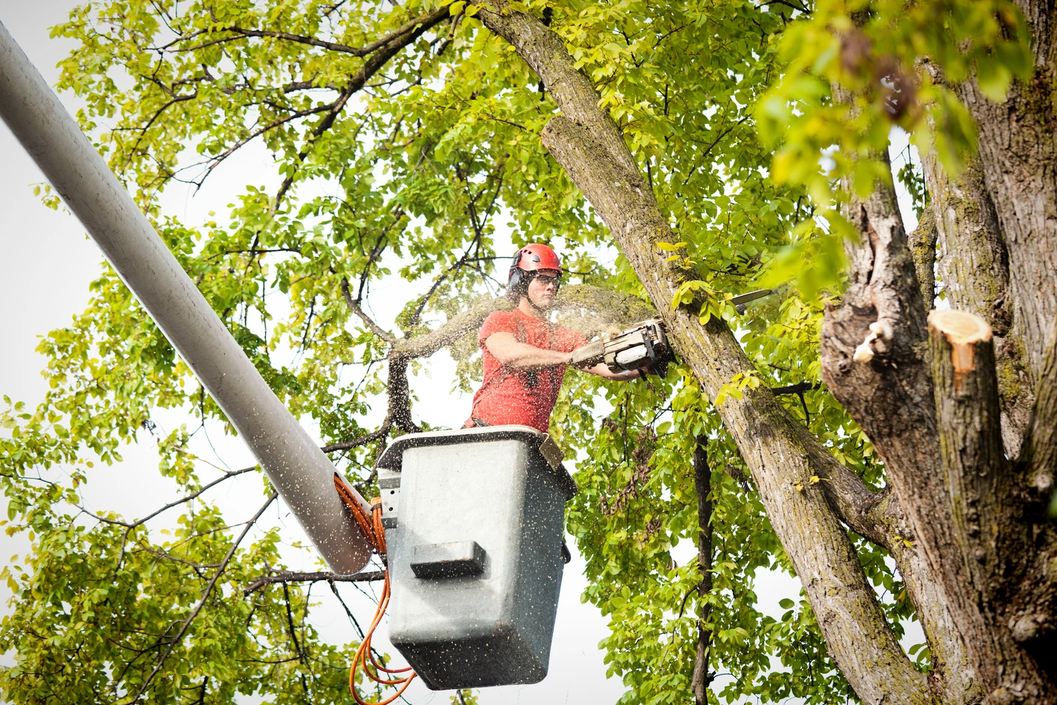 Arborist in red shirt and helmet using a chainsaw in a bucket truck against a bright, sunlit canopy of green leaves.