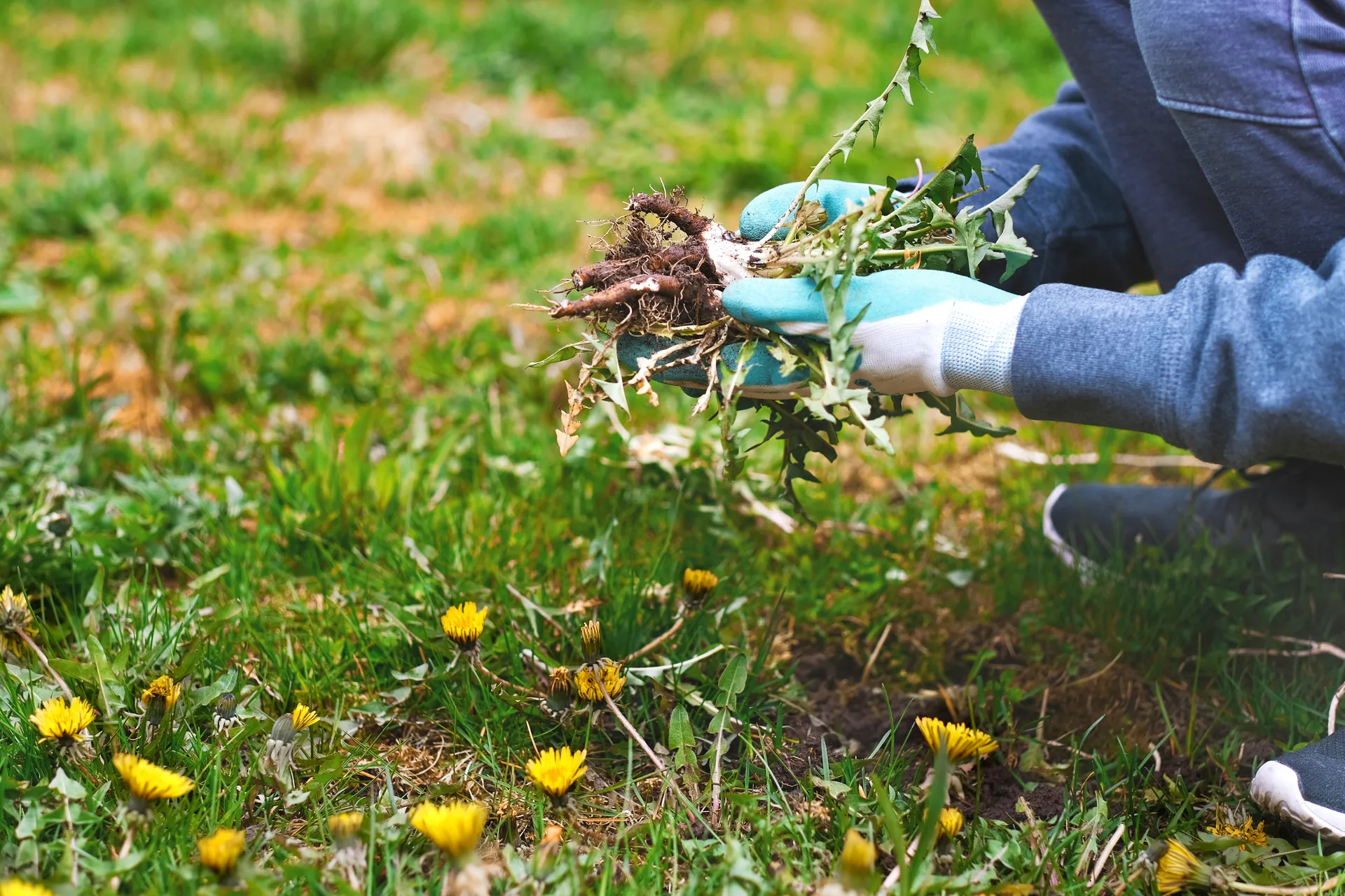 Person in blue sweatshirt and work gloves pulling dandelion weeds with visible roots from a green lawn in soft, natural daylight.