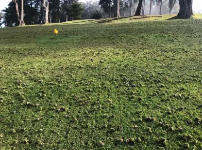 Close up of green lawn