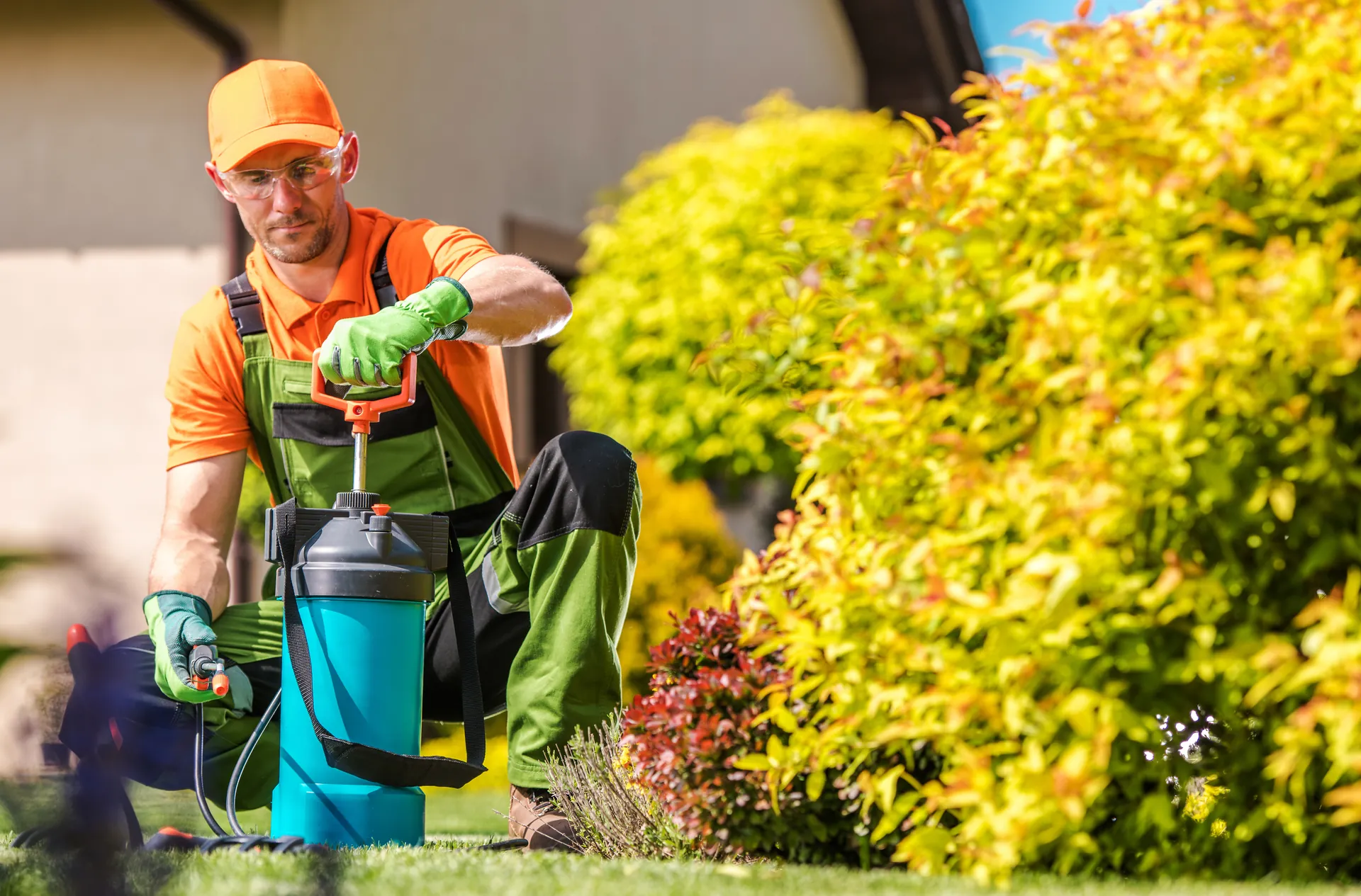 Gardener in orange cap and green workwear using a blue pressurized sprayer on a sunny day to maintain a garden with bright yellow foliage.