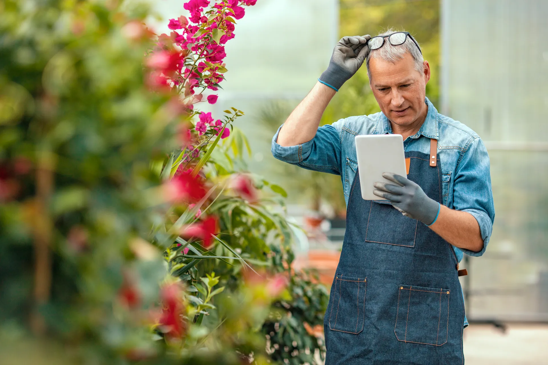 Mature gardener in denim apron and gloves reviews digital tablet in bright, natural greenhouse lighting near vibrant magenta bougainvillea flowers.