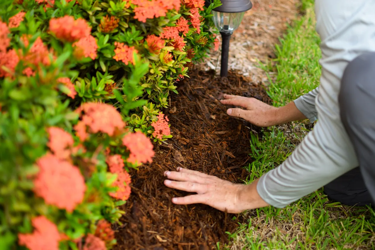 Gardener’s hands spreading fresh brown mulch beneath bright orange ixora shrubs and a solar landscape light under natural daylight.