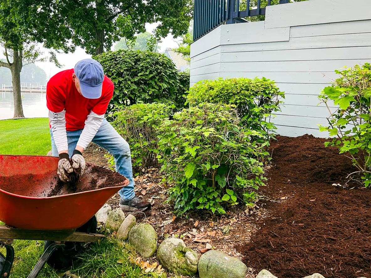 Landscaper in a red shirt and blue cap shovels dark mulch into a garden bed with natural lighting by a lake and a white house with "SKINNY" branding.