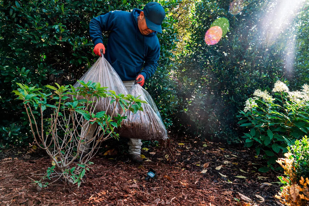 Landscaper in a blue hoodie and cap spreading brown mulch around garden shrubs under warm, natural sunlight with a lens flare.