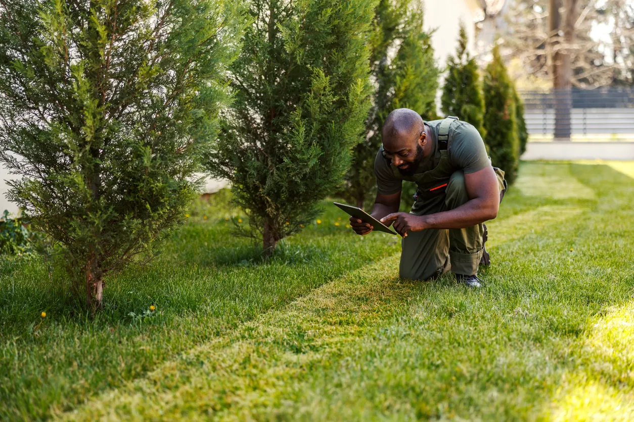 Professional landscaper in green uniform kneeling on lawn, inspecting pine trees with a digital tablet in warm, natural afternoon sunlight.
