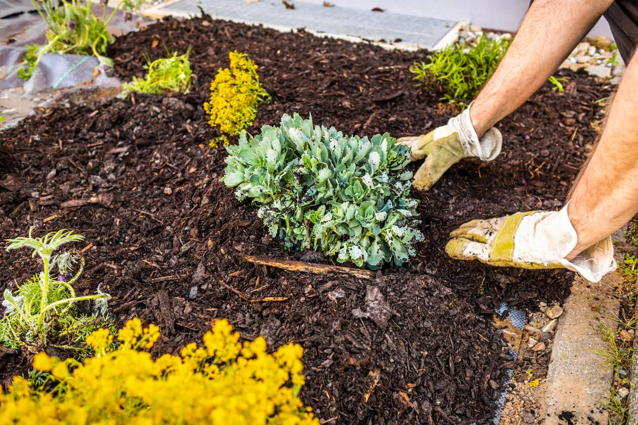 Gardener wearing work gloves planting a succulent in dark organic mulch, lit by natural sunlight in a garden bed with yellow flowering perennials.