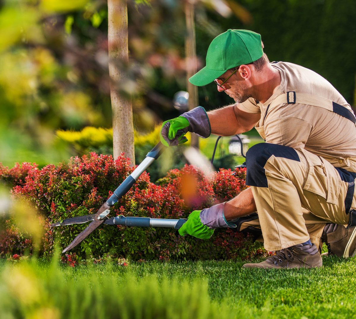 A gardener kneeling to shape a flowering hedge with shears